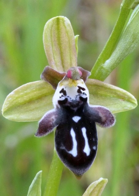 Ophrys cretica, Ophrys episcopalis  Creta aprile 2016